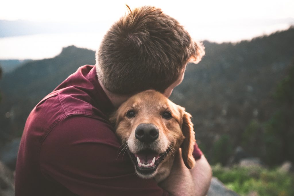 Um cão, um filme e uma lição sobre propósito