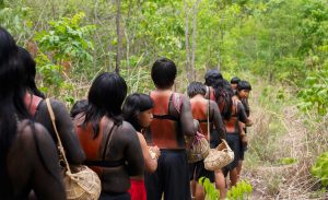 A Rede de Sementes do Xingu trabalha semeando florestas