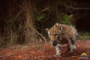 Projeto mostra a natureza selvagem e inexplorada do Espírito Santo