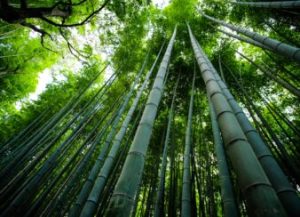 A arte sustentável da TAO Bambu
