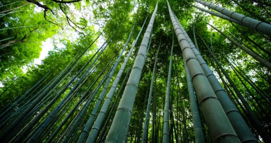 tao bambu arte sustentável