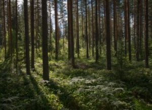Ecosia: pesquise na internet e ajude a plantar árvores