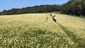 campos de camomila