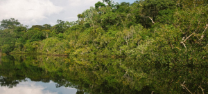 Festival Path Amazônia: vamos regenerar o planeta?