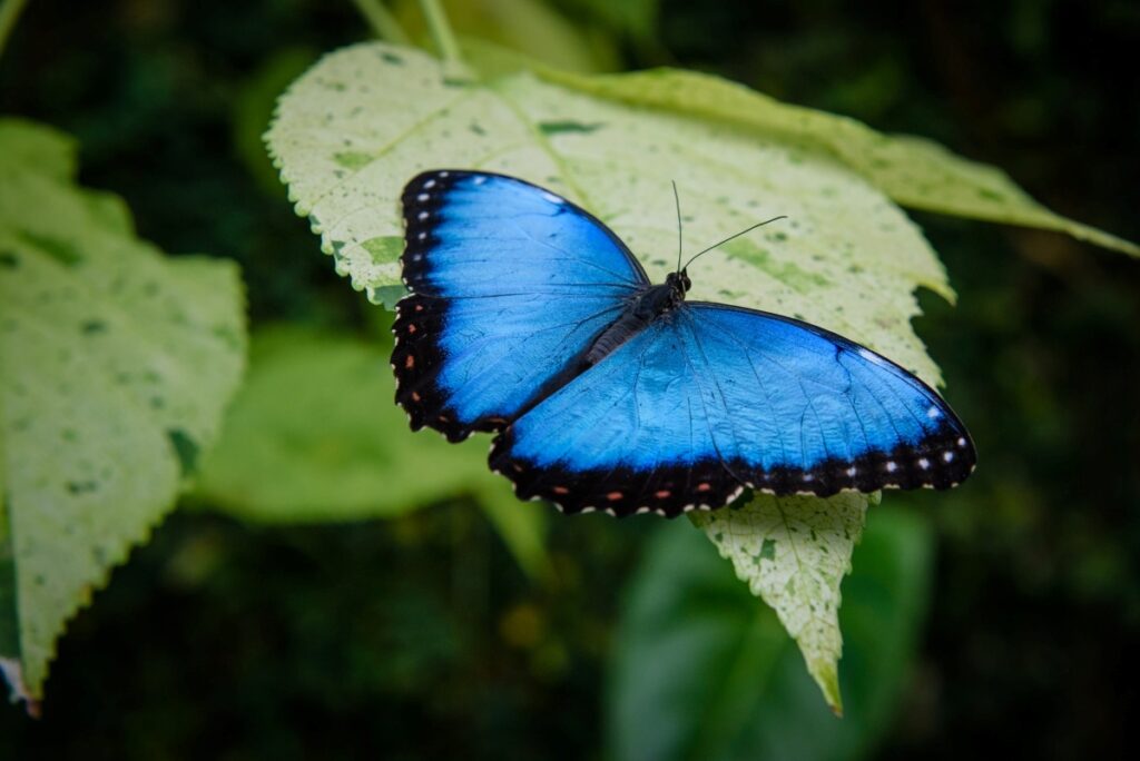 O que borboletas azuis têm a dizer sobre nossas escolhas