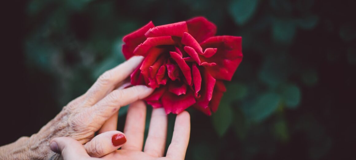 duas mãos segurando uma rosa vermelha. Uma delas é jovem e a outra uma pessoa mais velha.