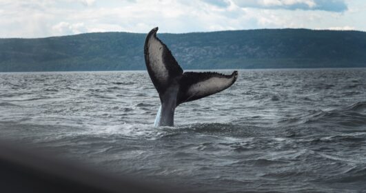 Foto da calda de uma baleia em alto mar para sensibilizar sobre a importância dos oceanos.