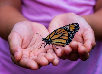 Foto de duas mãos que seguram uma borboleta pousada.
