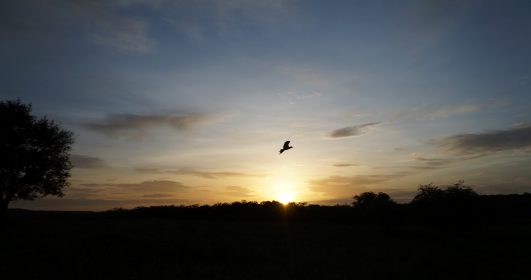 Imagem de um pássaro voando no pôr do sol sob o céu. O que a vida no campo pode nos ensinar.