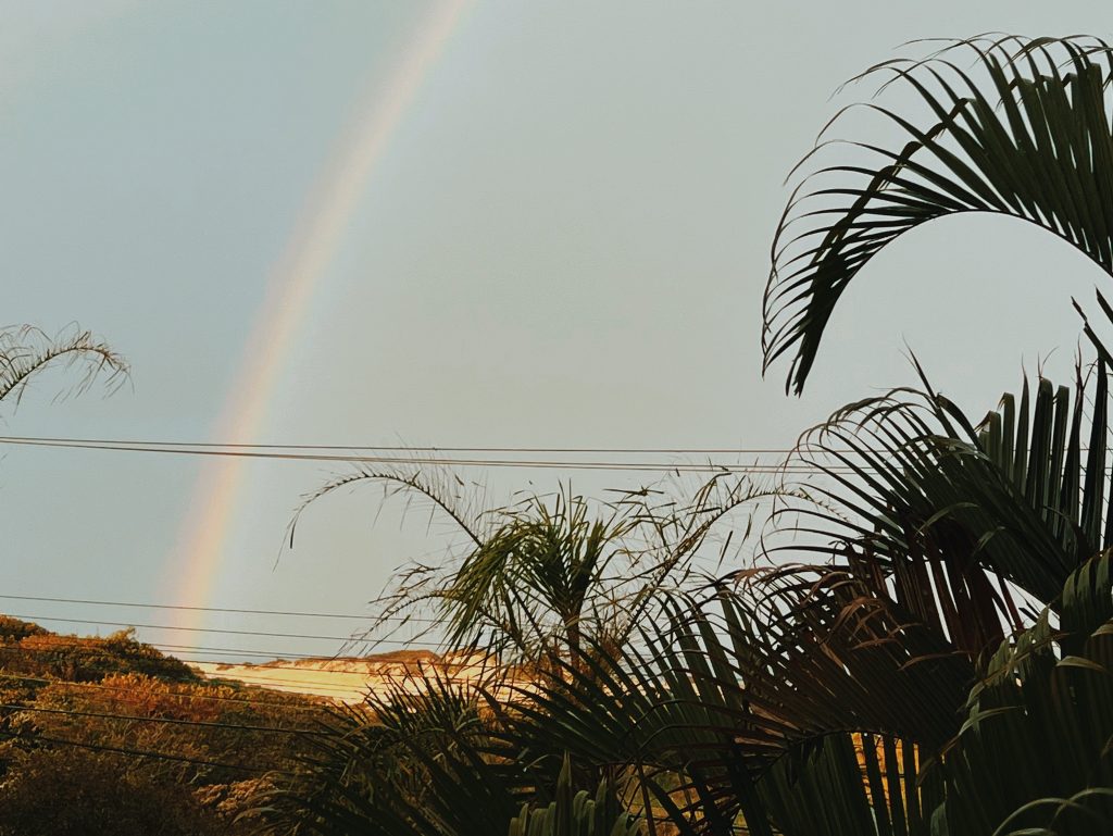 Foto de um arco-íris ao fundo com alguns coqueiros à frente.