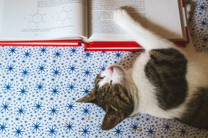 Dicas de livros para quem gosta – ou quer gostar – de gatos