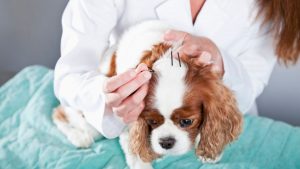 Saiba quais os benefícios da acupuntura para os pets
