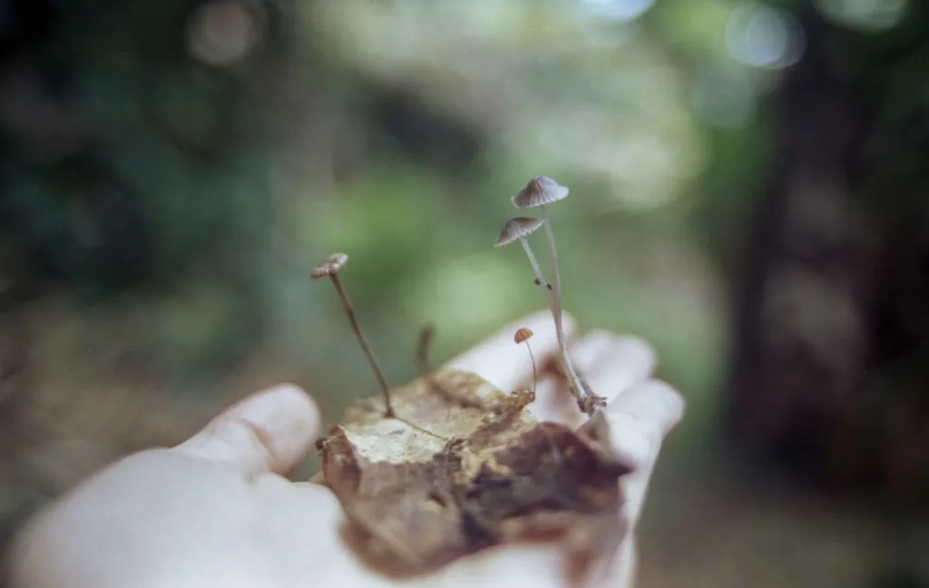 Fotógrafa revela a poética dos fungos em imagens fascinantes