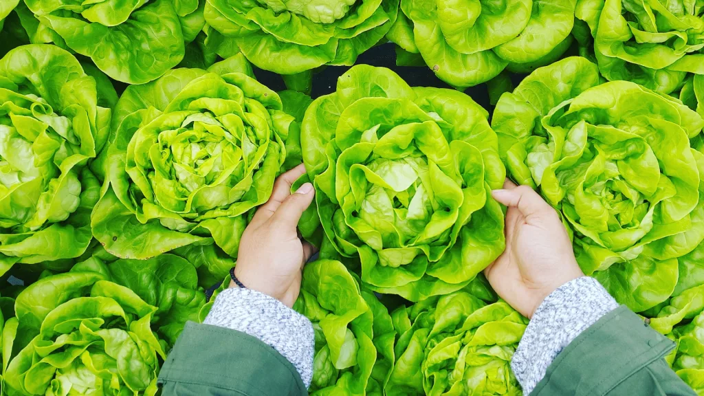 Brasil tem 70,3 milhões de pessoas sem acesso adequado a alimentos; saiba como ajudar