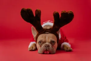 8 conselhos para sobreviver às interações nas festas de fim de ano