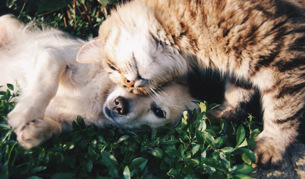 Cuidados essenciais para animais de estimação viverem mais e melhor