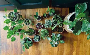 Nove plantas perfeitas para ter em casa (com dicas para cuidá-las)