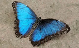 A borboleta azul que desfila sobre o concreto da cidade