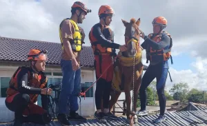 A força do cavalo e das pessoas que ficaram sem lar no RS