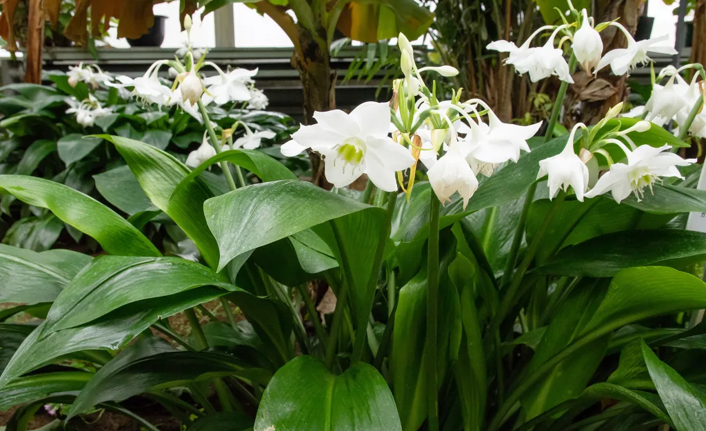 Saiba que plantas são as melhores para a sua casa