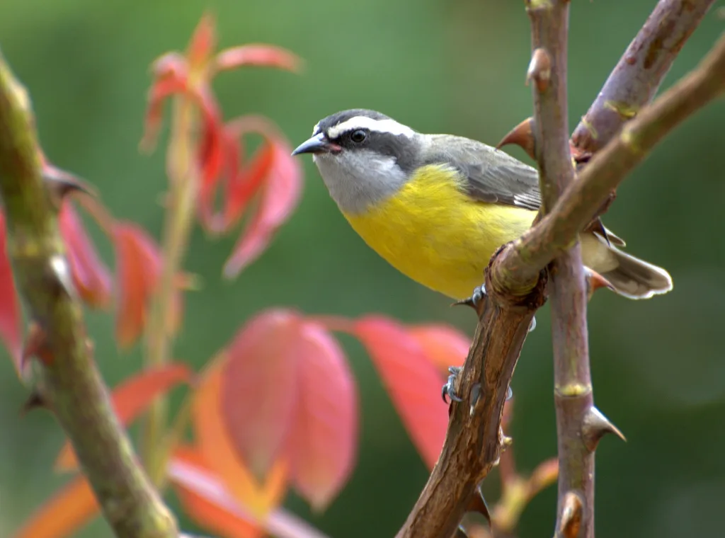 Como se aproximar da natureza sem sair de casa