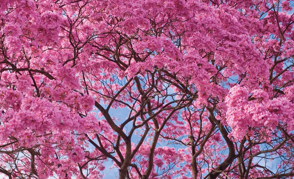 A natureza é professora. Foto de uma árvore de flores cor-de-rosa