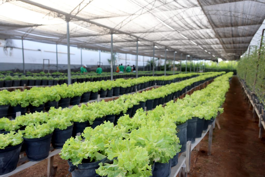 Uma imagem de uma grande estufa de cultivo com várias fileiras de vasos pretos contendo pés de alface verde e saudável. As plantas estão organizadas em bancadas de madeira, criando um corredor central entre as fileiras. Ao fundo, algumas pessoas vestidas com roupas verdes estão cuidando ou observando a horta. A cobertura da estufa é feita com tela para proteger as plantas, permitindo a entrada de luz natural. O solo é de terra batida, e o ambiente é limpo e organizado, evidenciando um projeto de agricultura sustentável e bem cuidado.