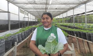 Hortas urbanas estimulam conexão com natureza e vida saudável