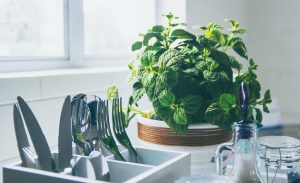 Aprenda a cultivar plantas medicinais em casas e apartamentos