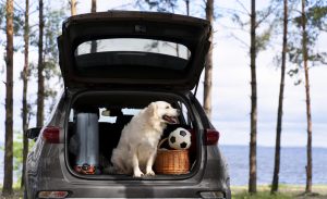 Vai viajar com seu pet? Confira dicas de segurança no carro